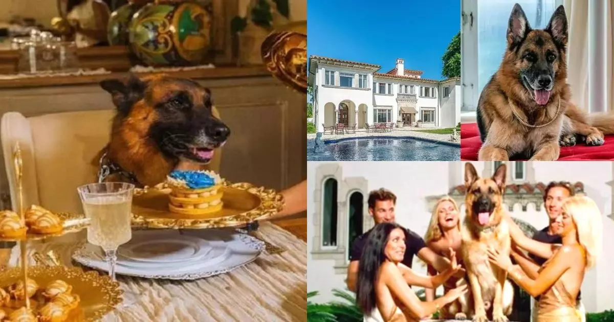ज़िंदगी तो ये अरबपति कुत्ता जी रहा है: ये है दुनिया का सबसे अमीर कुत्ता 30 अरब का है मालिक, रहने को बंगला और नौकर चाकर भी